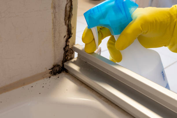 Professional Mold Removal in Daniel, UT